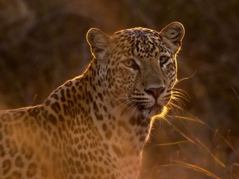 Yala National Park