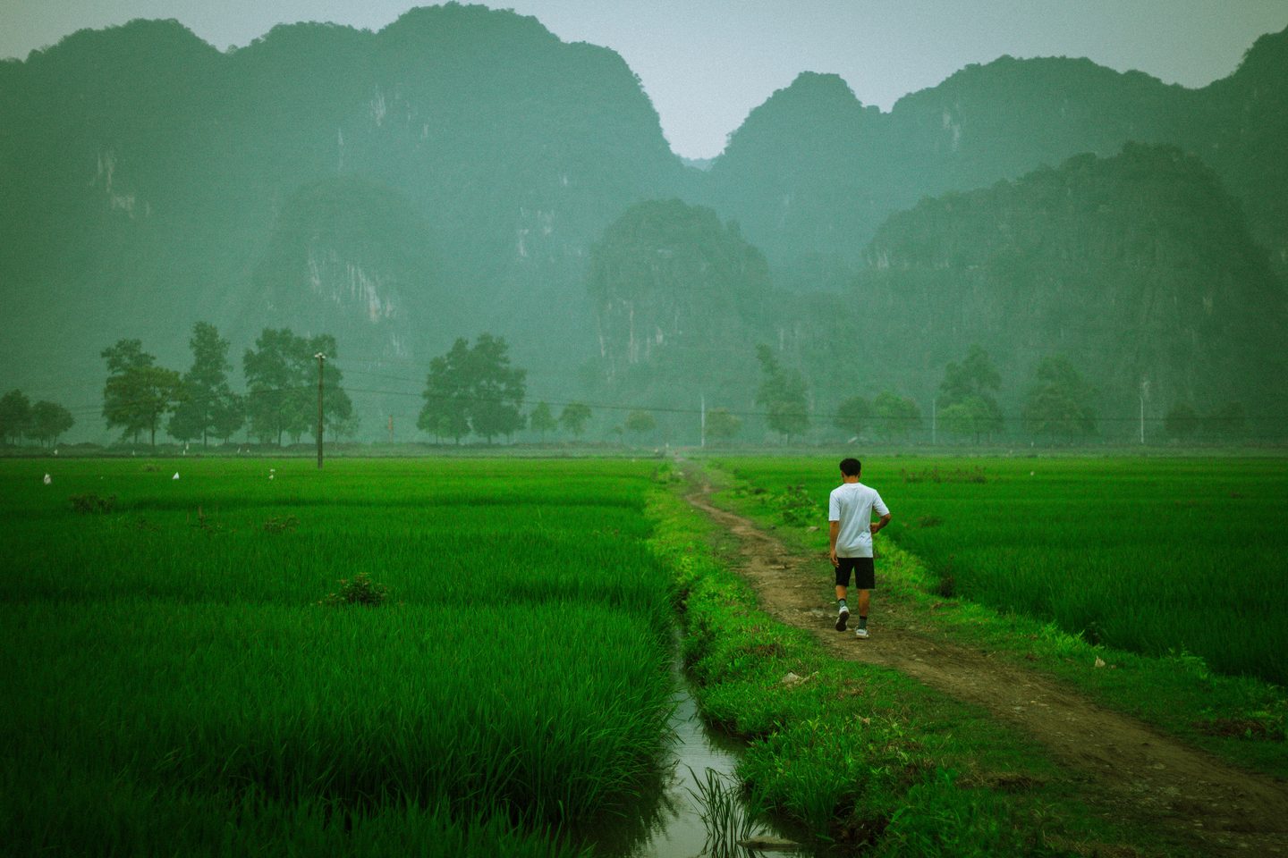 Ninh Binh rice field
