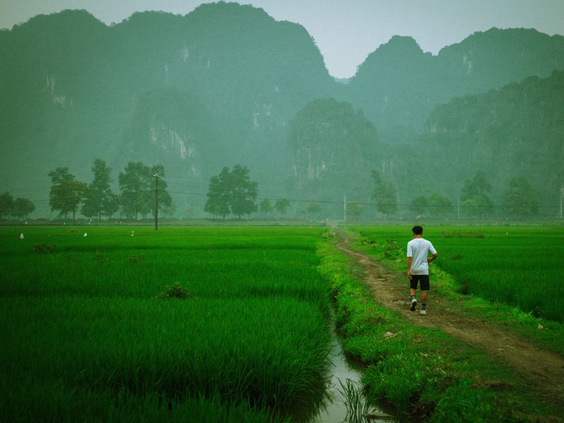 Ninh Binh rice field