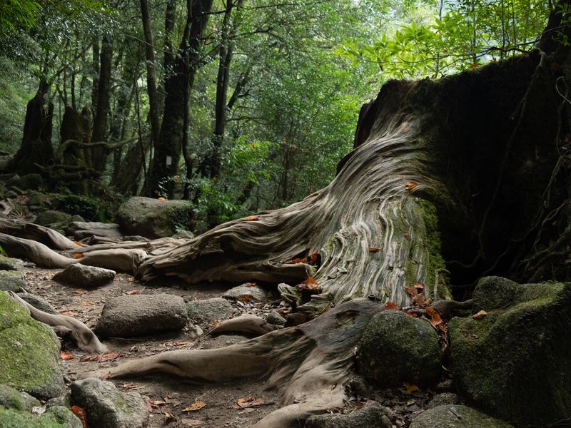 Yakushima
