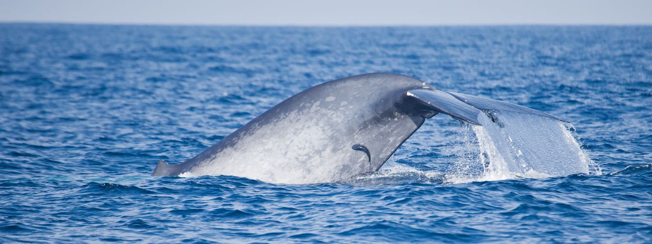 Whale in Sri Lanka