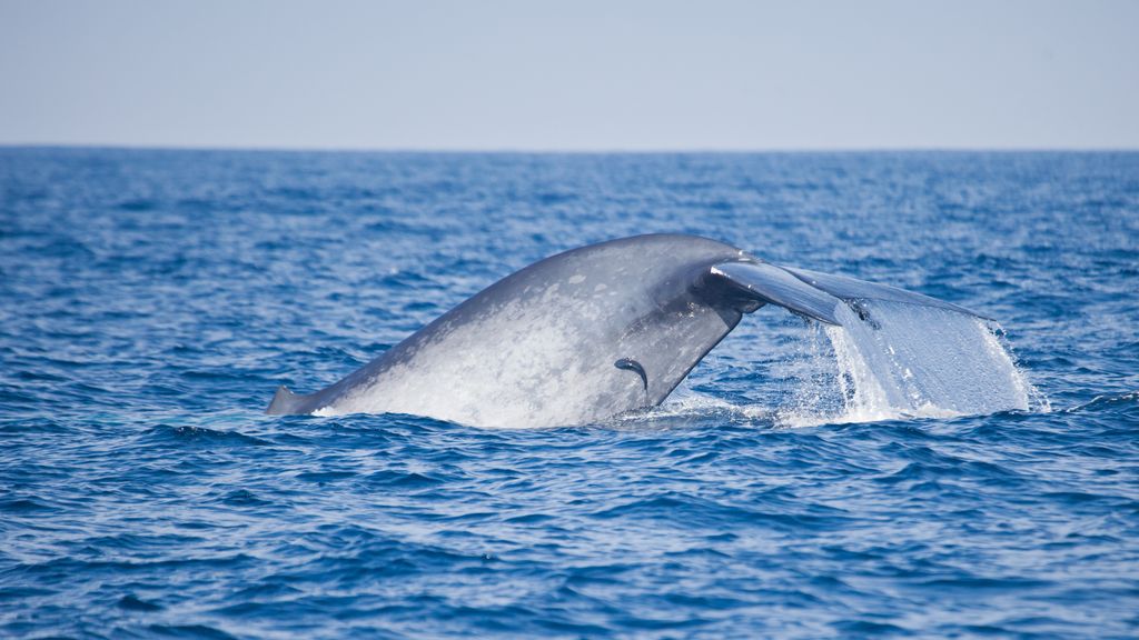 Whale breaching in Sri Lanka