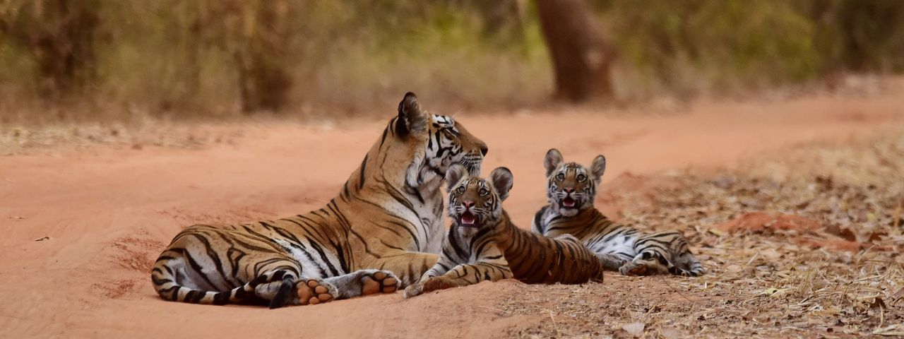 tiger and cubs