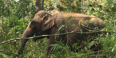 Elephant in Mondulkiri Cambodia