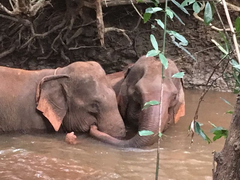Mondulkiri elephant in the wild