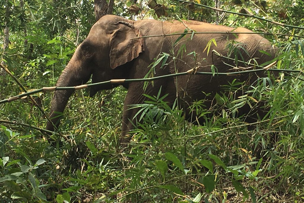 elephant in mondulkiri