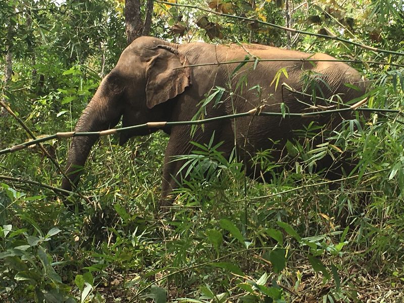 Mondulkiri elephant in the wild