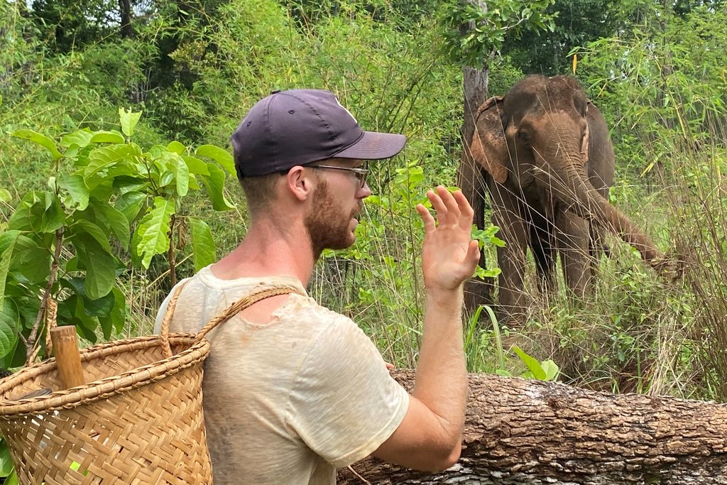 Elephant in Mondulkiri