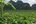 Limestone cliffs and green plants