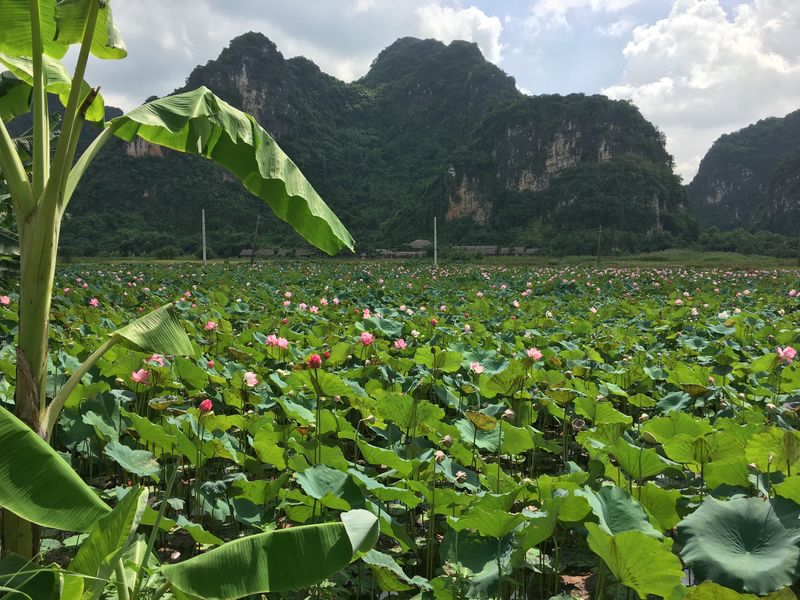 Limestone cliffs and green plants