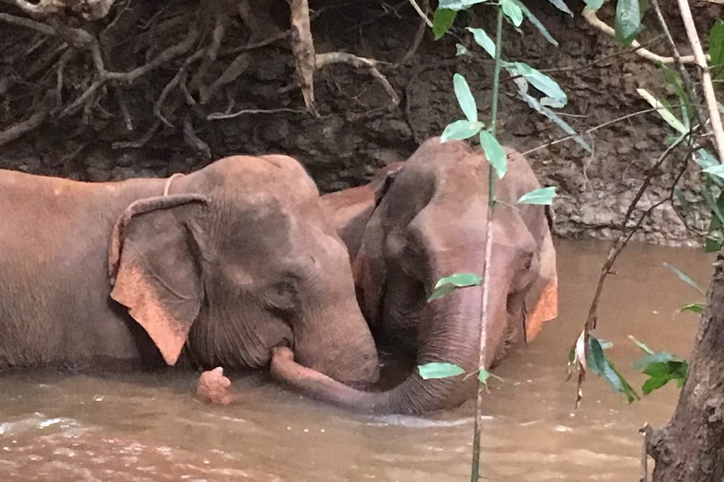mondulkiri elephants