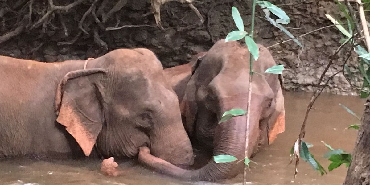 mondulkiri elephants