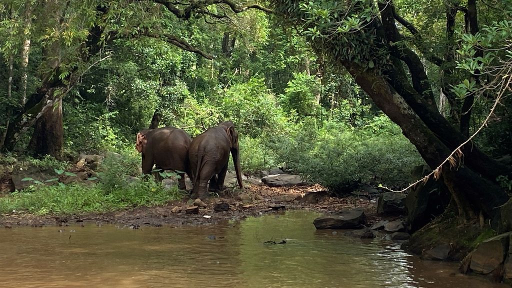 Elephants in the wild