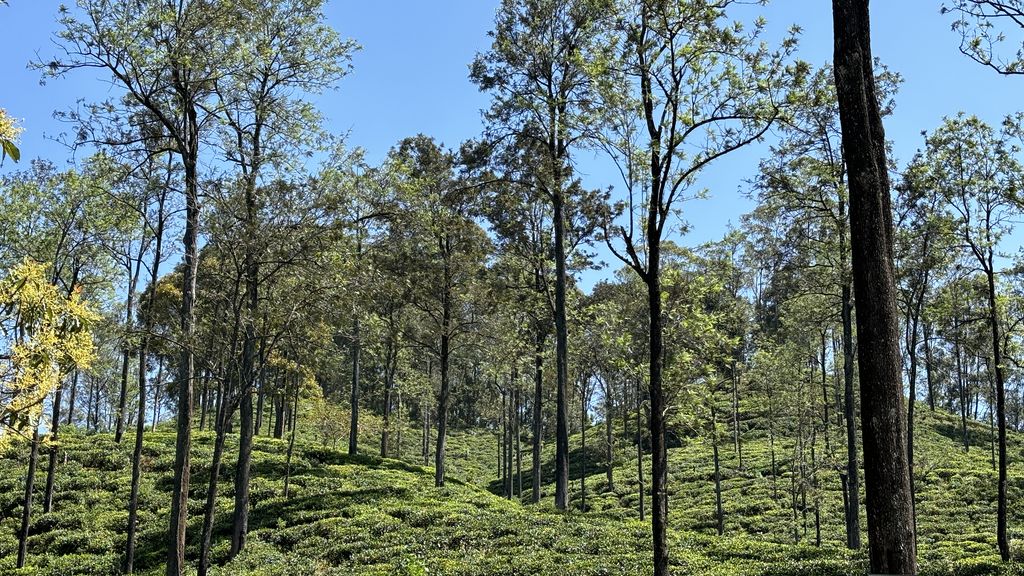 Pekoe Trail in Sri Lanka