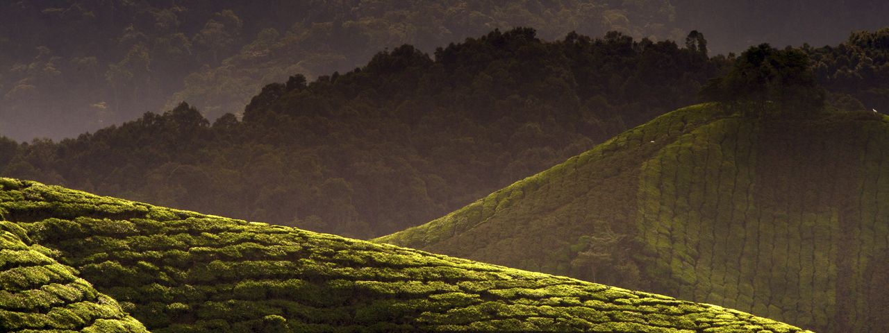 Cameron highlands
