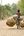 Boy on a laden bike in Cambodia