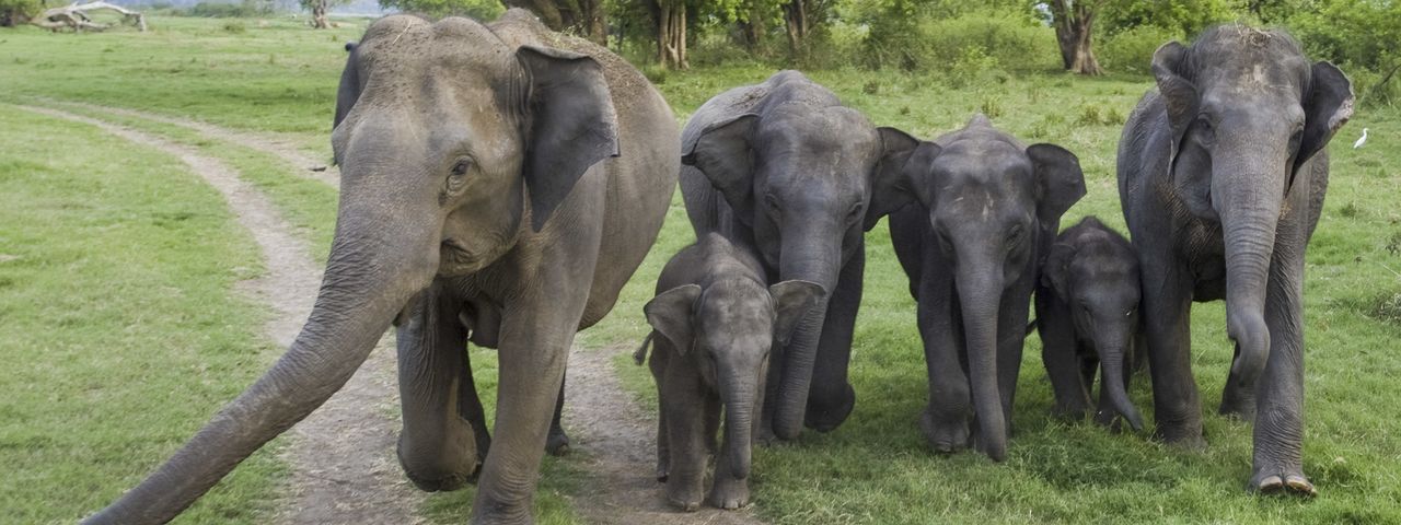 Elephant family