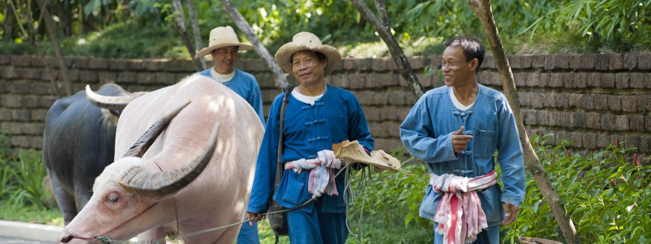 Rural Thailand