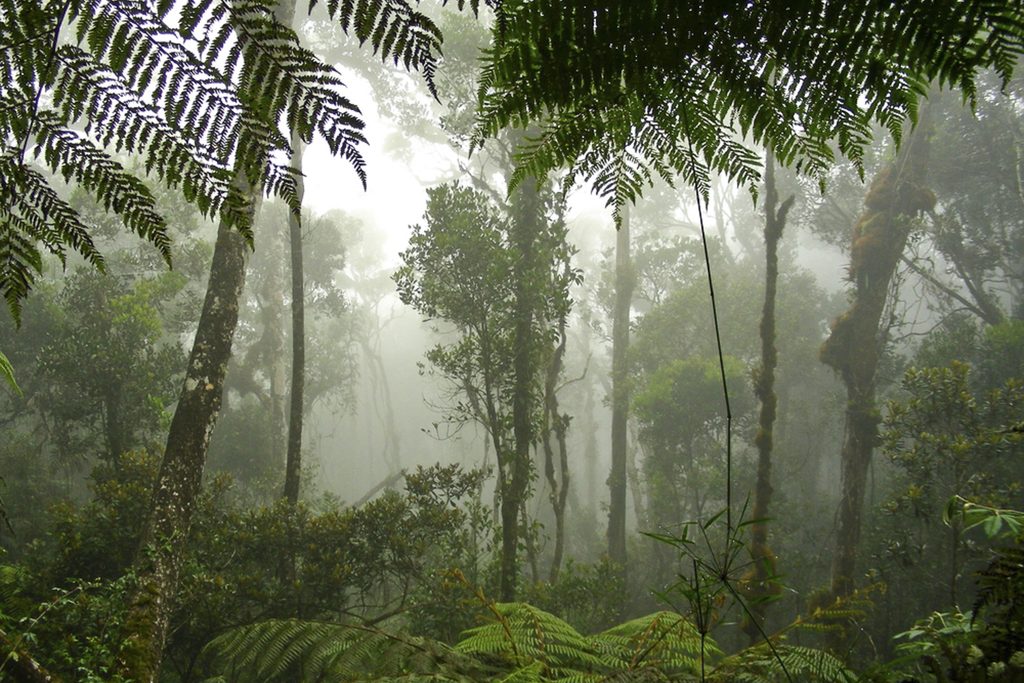 Rainforest, Borneo