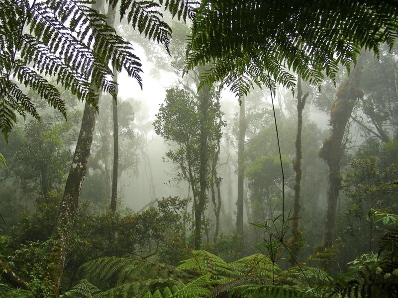 Rainforest, Borneo