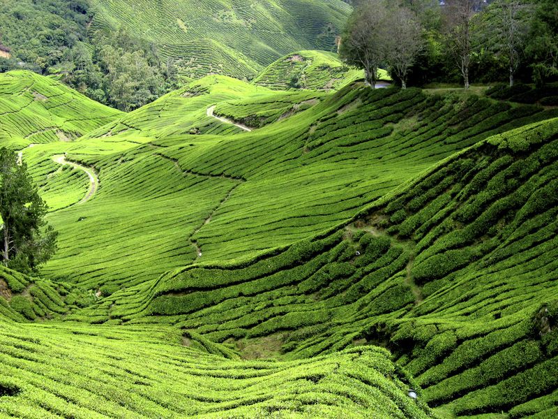 Cameron Highlands