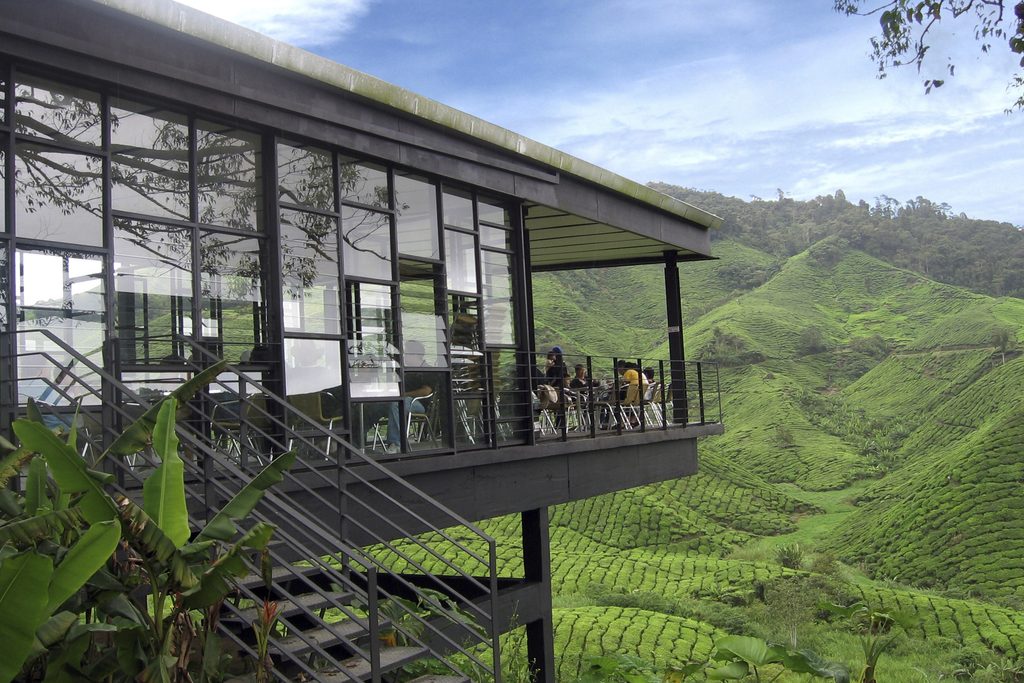 Cameron islands tea plantation