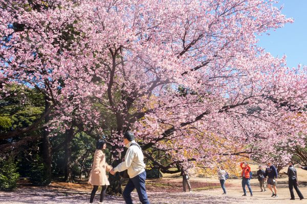 Hanami like a local