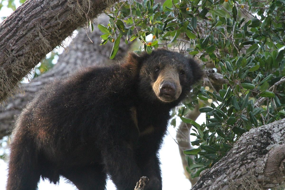 Sloth Bear in Sri Lanka