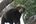 Sloth Bear in Sri Lanka