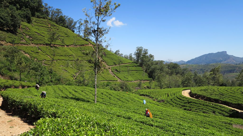 Tea plantations in Sri Lanka
