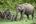 Elephants in the wild