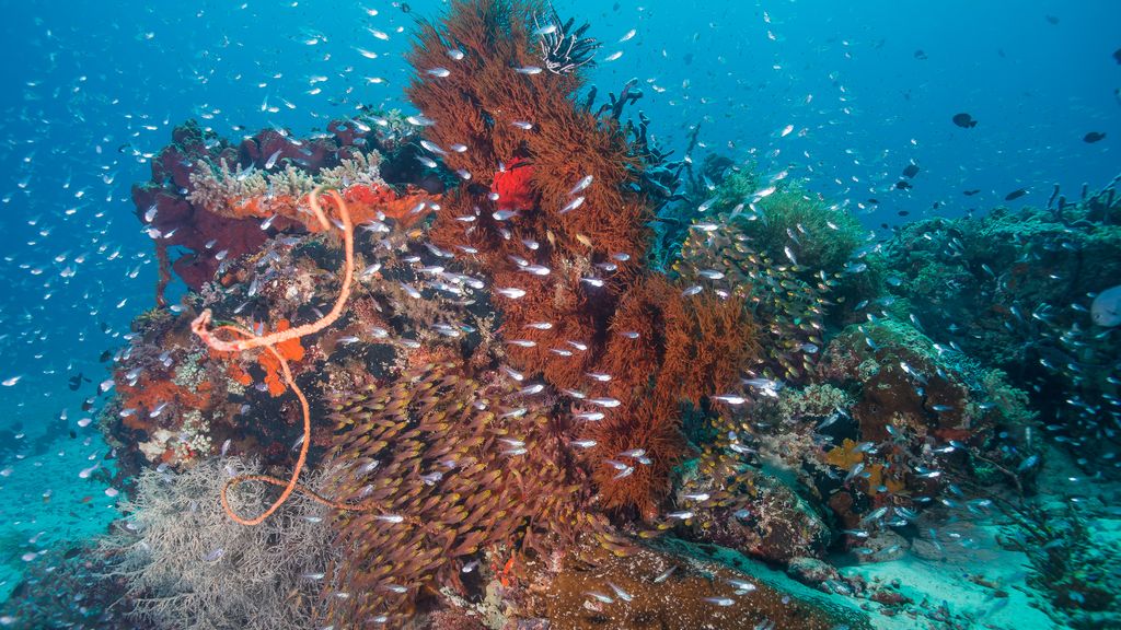 Diving in the Maldives