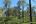 a group of trees on a hill