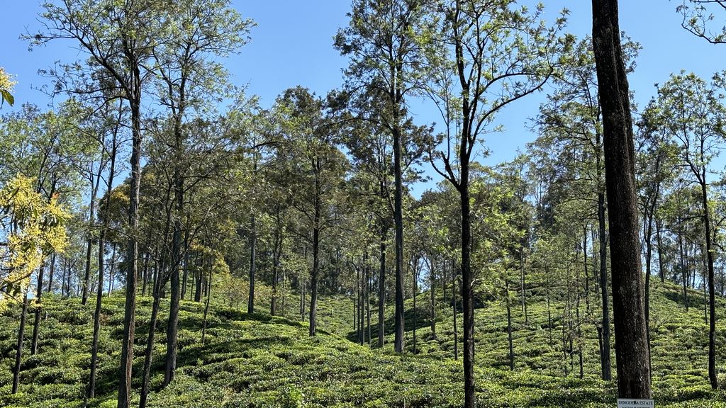 Pekoe trail Sri Lanka forest