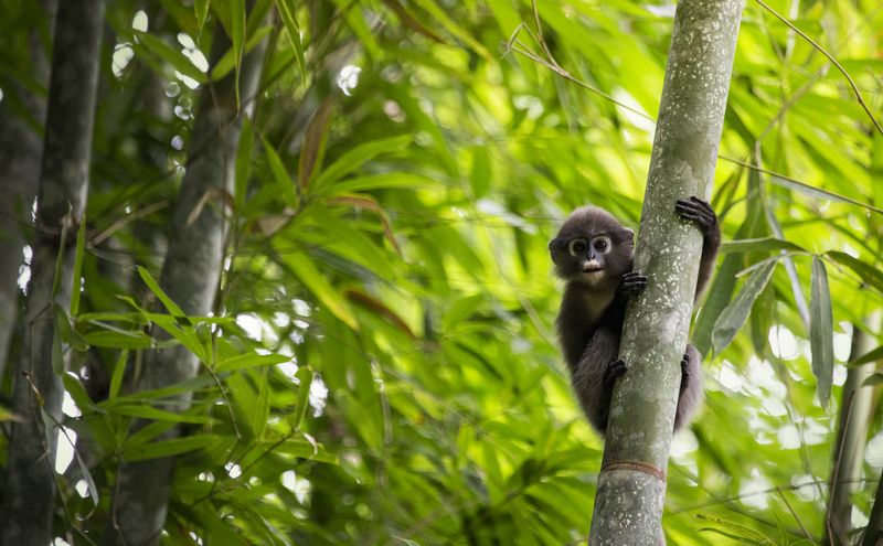 Local wildlife - Dusky Langur