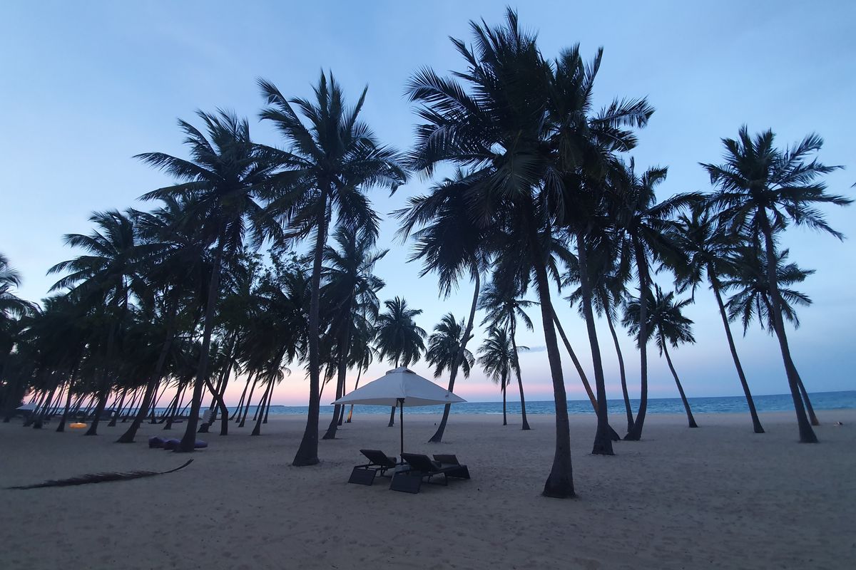 Palm trees on beach at sunset