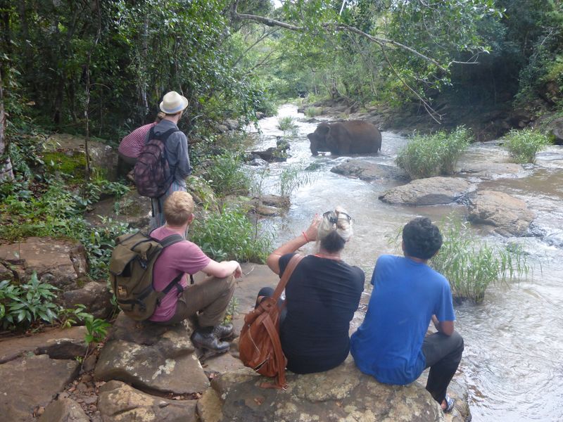 people watching elephants from a safe distance