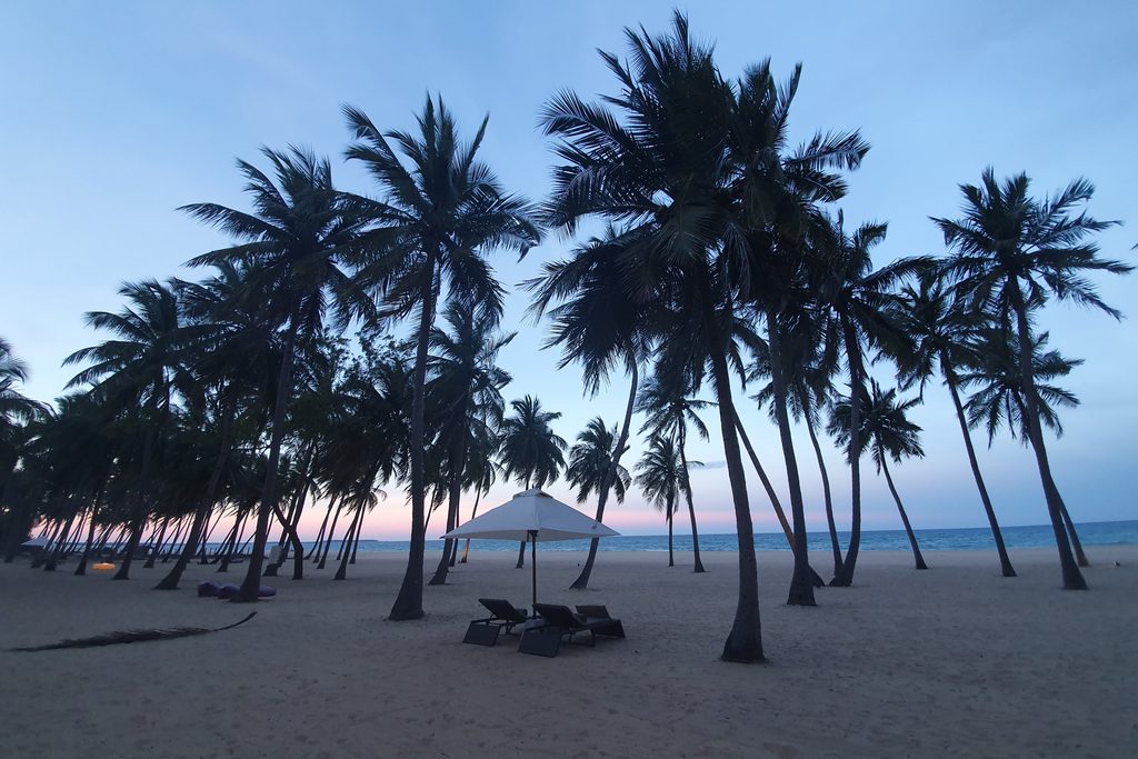 Palm trees at sunset in Sri Lanka