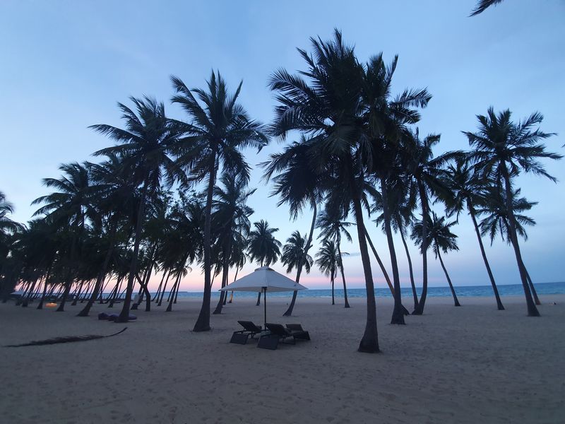 Palm trees at sunset in Sri Lanka