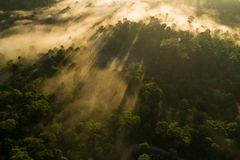 a foggy forest with sun rays coming through it