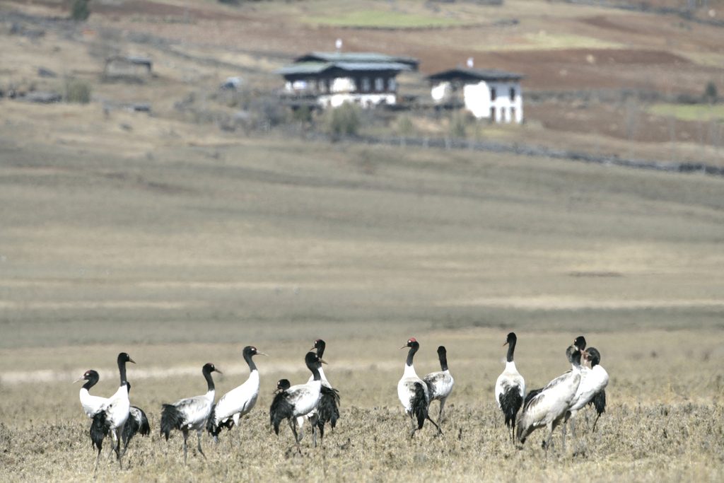 Black cranes in Gangtey Valley, Bhutan