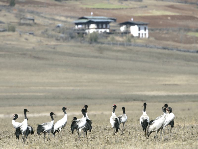 Black necked cranes in bhutan