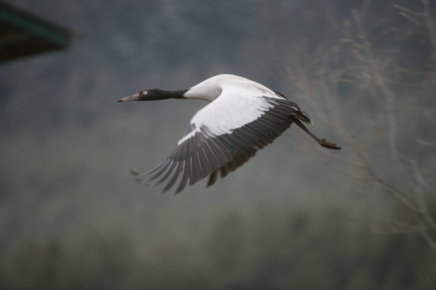 Black necked crane