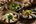 a group of plates of food