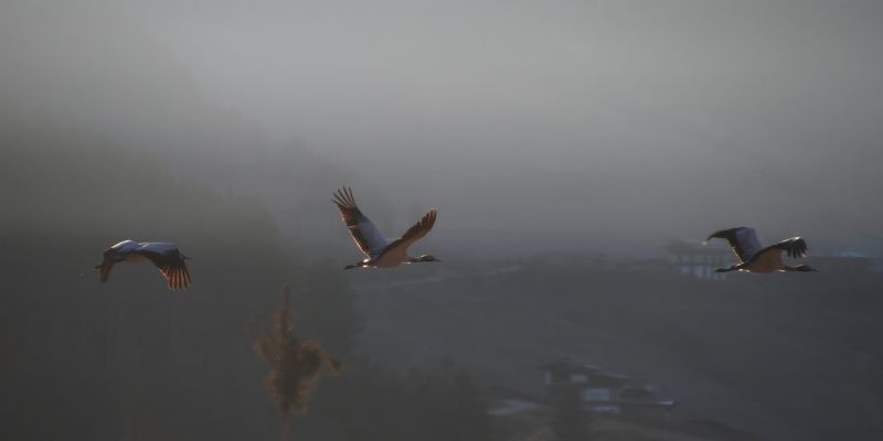 Black-Necked Crane Festival. 11 Nov 2019