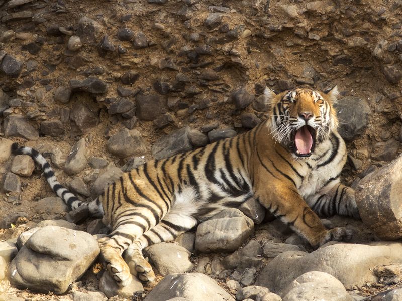 tiger