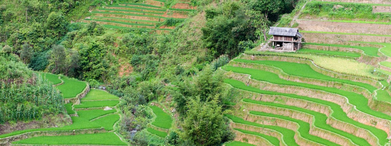 Paddy fields