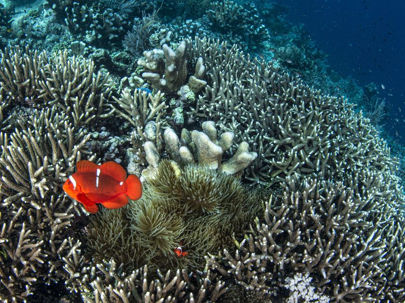 Bunaken National Marine Park Indonesia