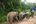 a group of elephants walking on a path in the woods