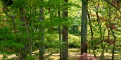 a forest with many trees